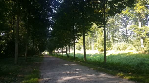 Avenue of trees in Netherlands — Stock Video