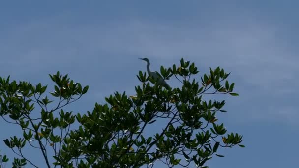 Cruising mangrove av naturreservat — Stockvideo