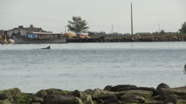 Laguna, pescador em pé na água — Vídeo de Stock