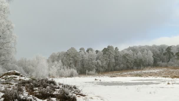 Замерзшие деревья в зимнем пейзаже — стоковое видео