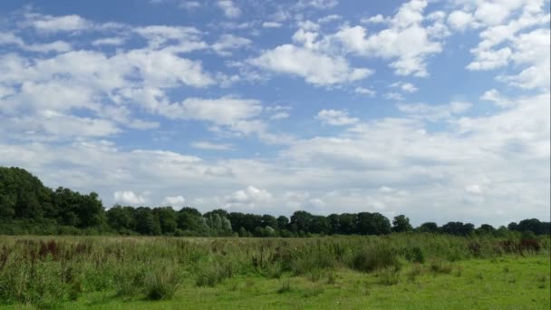 Hollands landschap met bewolkte hemel — Stockvideo