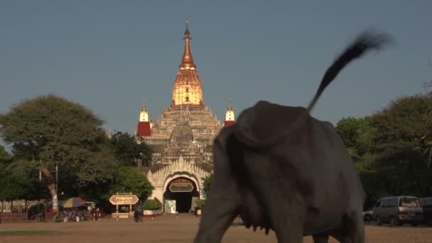 Templo de Ananda com vacas — Vídeo de Stock