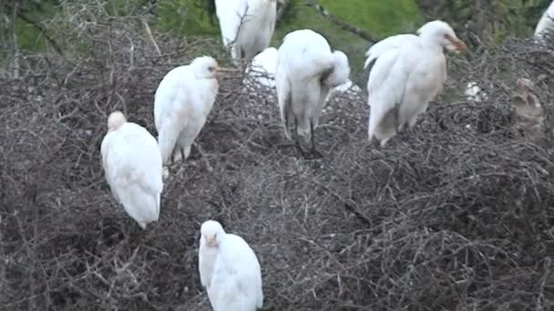 Kuşlar, Mimeriya Milli Parkı — Stok video