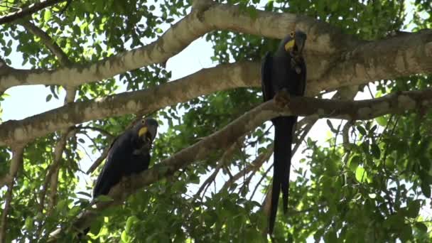 パンタナール ヒヤシンス コンゴウインコ Anodorhynchus Hyacinthinus — ストック動画