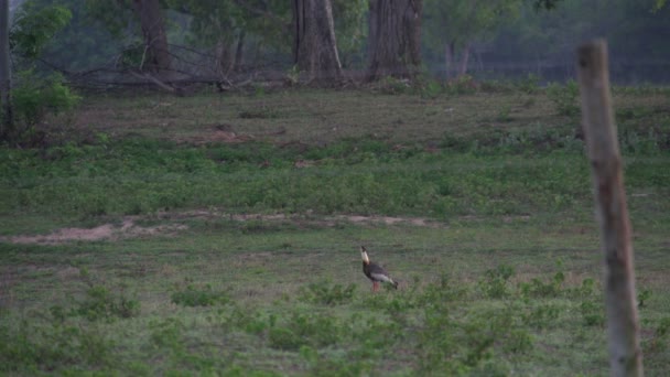 Beelden Van Pantanal Zonsopgang Landschap — Stockvideo
