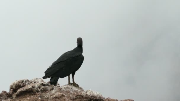 秃鹫在火山边缘上 — 图库视频影像