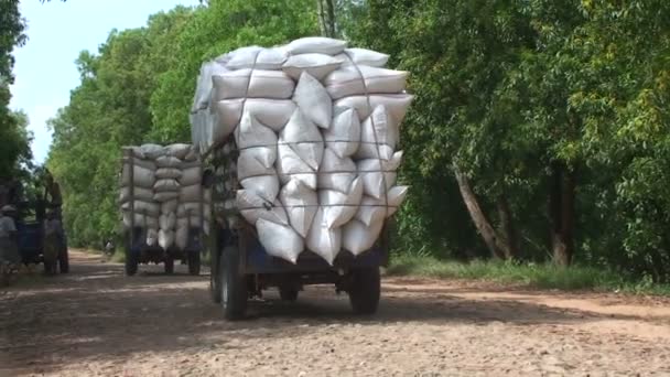 Местный транспорт рисовые мешки с грузовиком — стоковое видео