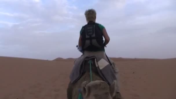 Teve lovagolni a Szaharában — Stock videók