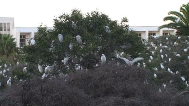 Aves no Parque Nacional de Mimeriya — Vídeo de Stock