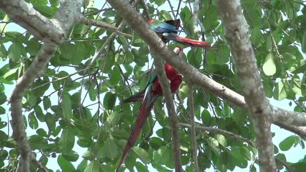 パンタナール ツリーに緋色のコンゴウインコ Ara マカオ — ストック動画