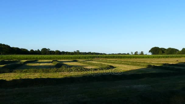 Grasland net gemaaid in Nederlandse landschap — Stockvideo