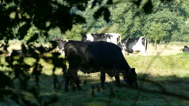 Néerlandais manger des vaches — Video