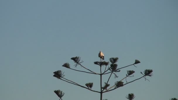Grote witte vogel in de palmboom — Stockvideo