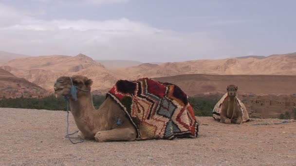 Kamelen in landschap, Dades vallei — Stockvideo