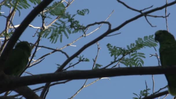 Pantanal Geel Collared Macaws Primolius Auricollis Boom Blauwe Lucht — Stockvideo