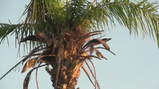 Б-р Мохамед V з високими пальмами — стокове відео