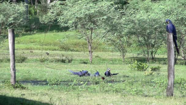 パンタナール、木の大きな鳥 — ストック動画