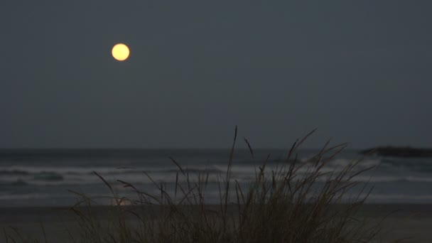 Laguna, Lever de soleil à la plage — Video