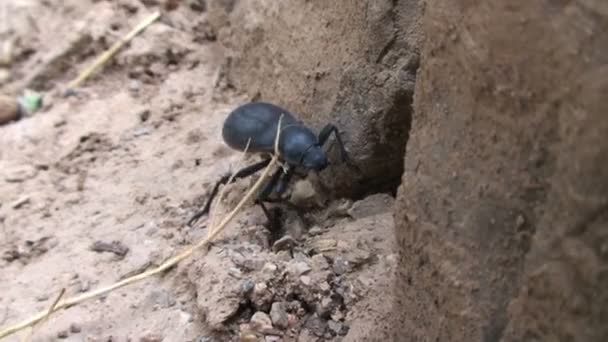 Escarabajo grande en la arena — Vídeos de Stock