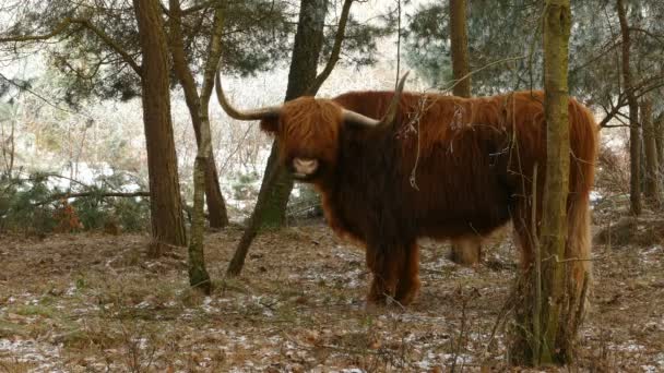 Vaca alpina escocesa pastando en el Parque Nacional — Vídeo de stock