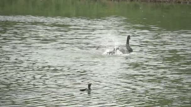 San Paolo, Parco Ibirapuera — Video Stock