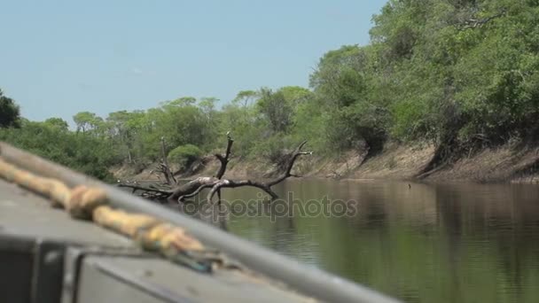 Pantanal, varen op rivier — Stockvideo