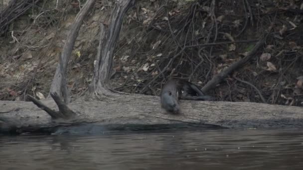 Pantanal Nutria Gigante Pteronura Brasiliensis — Vídeos de Stock