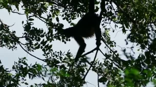 Mono comiendo en los árboles — Vídeo de stock