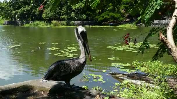 Pelikan an der Küste der Insel — Stockvideo