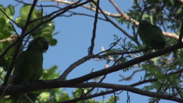 Pantanal Gul Collared Aror Primolius Auricollis Träd Blå Himmel — Stockvideo