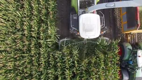 Landwirtschaftsmaschine zerkleinert Mais — Stockvideo