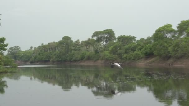 潘塔纳尔湿地，在河上划船 — 图库视频影像