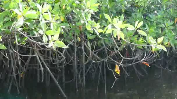 フアン ベナド島自然保護区 — ストック動画