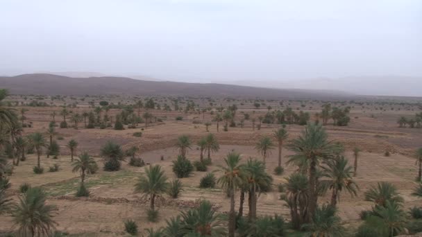 Marokko landschap met palmbomen — Stockvideo