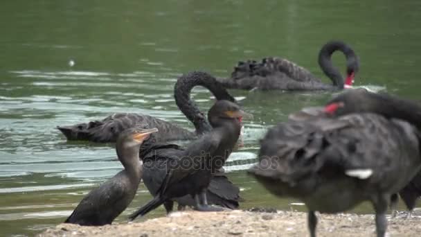 Cisnes em Ibirapuera park america — Vídeo de Stock