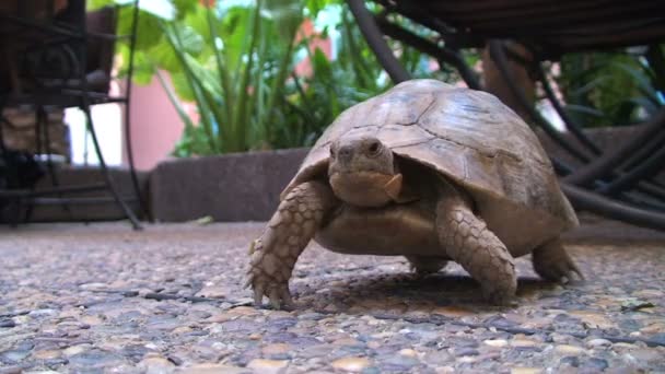 Dziki żółw pod stołem — Wideo stockowe
