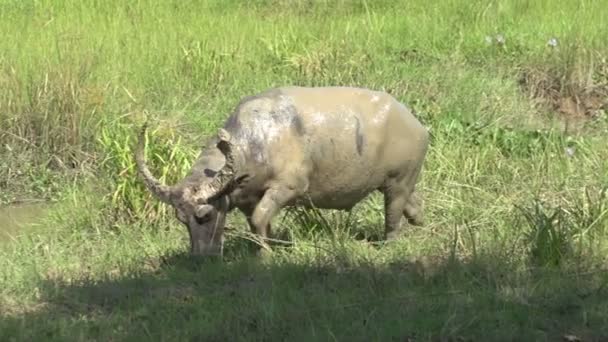 Buffel i fuktiga gräsmarker — Stockvideo
