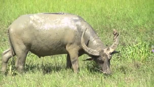 Buffel i fuktiga gräsmarker — Stockvideo