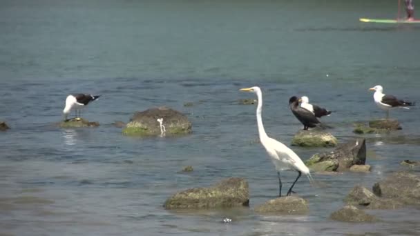 Laguna, Vistas al lago — Vídeos de Stock