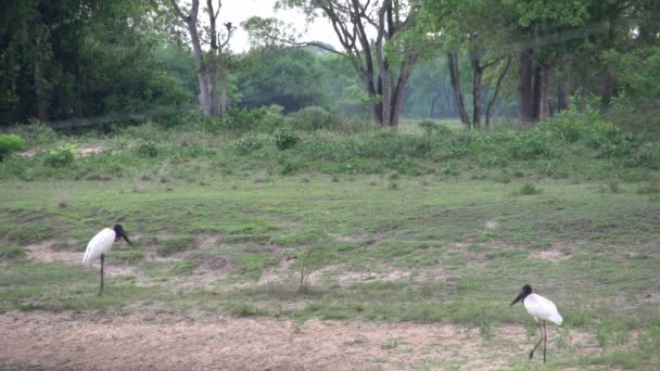 Pantanal Jabiru Jabiru Mycteria Nel Paesaggio — Video Stock