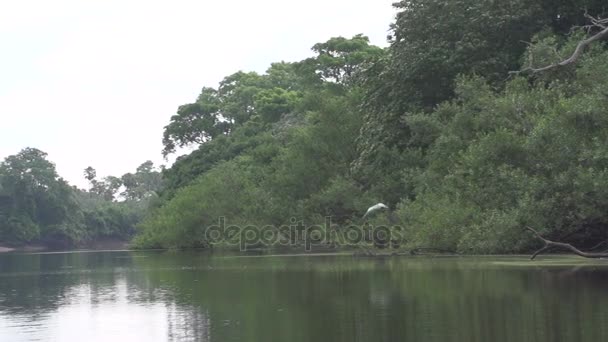 Pantanal, boating on river — Stock Video