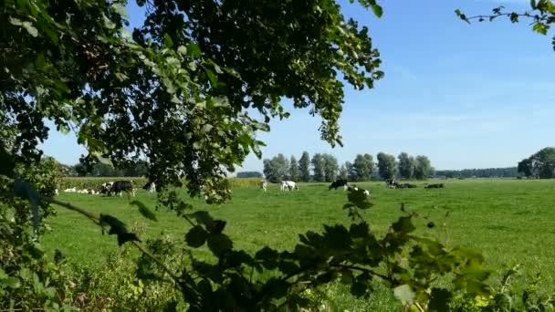 Голландский пейзаж с коровами — стоковое видео