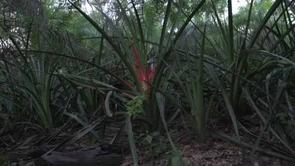 潘塔纳尔 湿地红植物 — 图库视频影像