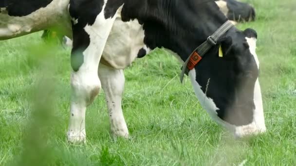 Vache avec collier mangeant de l'herbe — Video