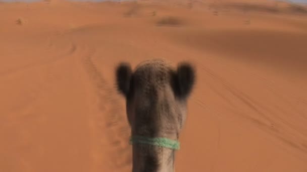 Kamelridning i Sahara — Stockvideo