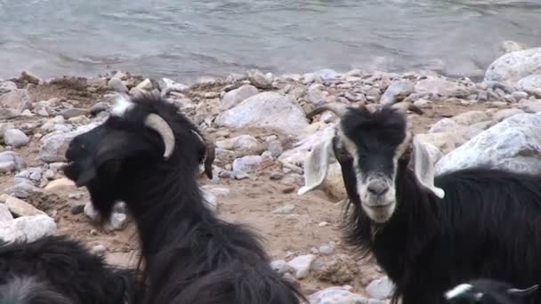 Sekelompok kambing di Jurang Todra — Stok Video