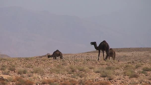 Kamelen in landschap, Dades vallei — Stockvideo