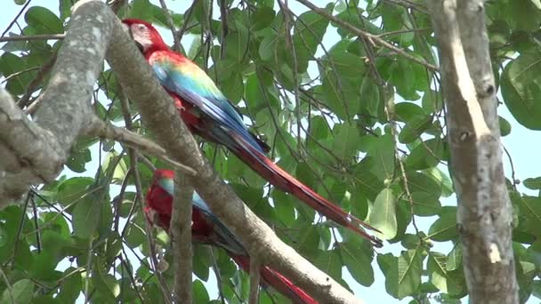 パンタナール ツリーに緋色のコンゴウインコ Ara マカオ — ストック動画