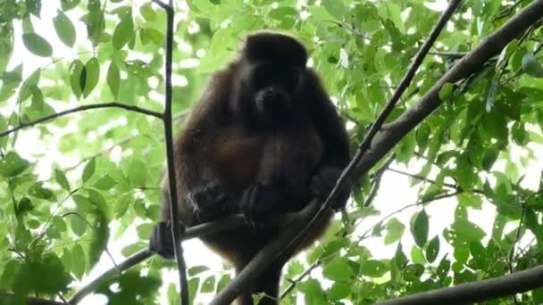 Howler macaco assistindo a câmera — Vídeo de Stock