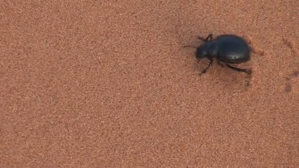 Grote kever in zand — Stockvideo